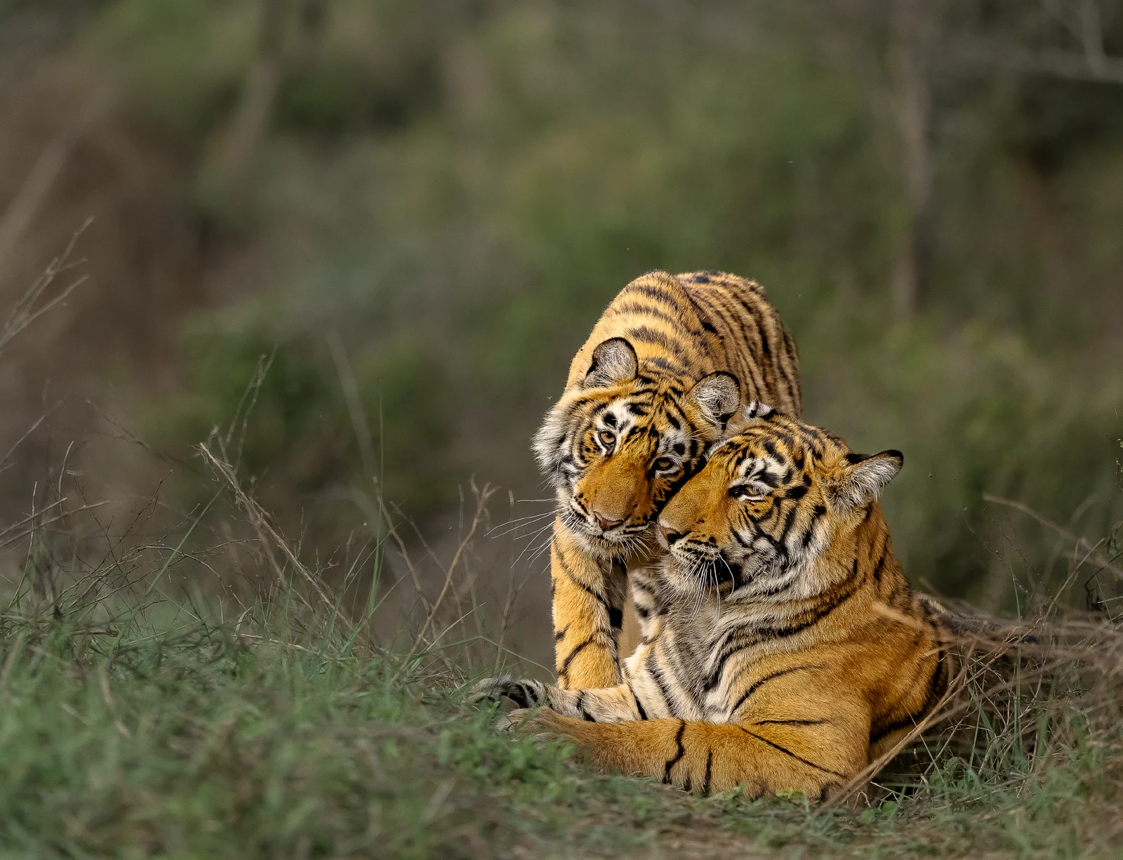 Tiger Conservation